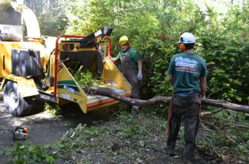 tree services Grand Lake